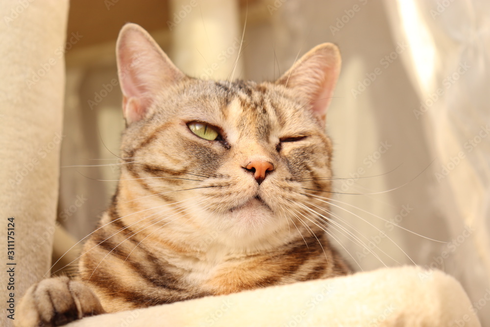 ウインクする猫アメリカンショートヘアー Stock Photo Adobe Stock