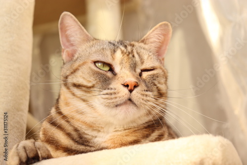 ウインクする猫アメリカンショートヘアー © chie