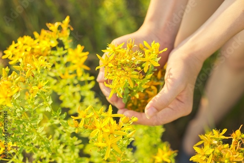 Billede på lærred Yellow blooming St. John's wort hypericum in girls hand