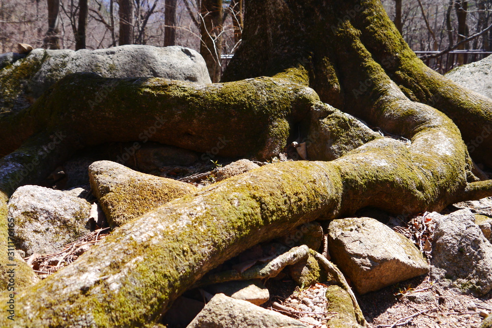 Fototapeta premium closeup of brown roots, green moos, leafes and stones, nature concept
