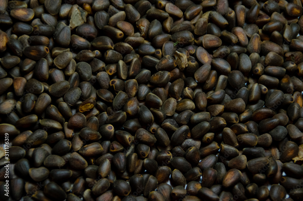 pine nuts from Siberia pine nuts from Siberia