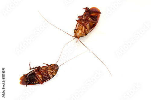 Dead cockroach isolated on white background