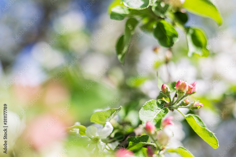 Spring. Blossoming apple tree flowers Spring. Blossoming apple tree flowers