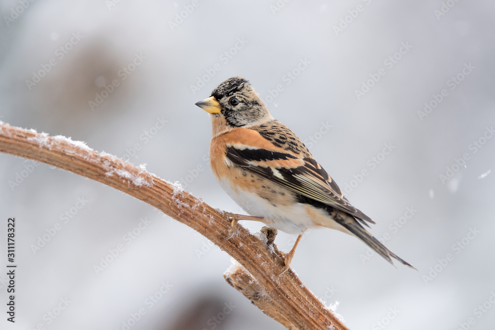 Brambling under snowfall (Fringilla montifringilla) Brambling under snowfall (Fringilla montifringilla)