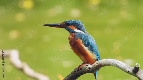 Beautiful common Kingfisher bird dressing after ready to relax in the evening.
