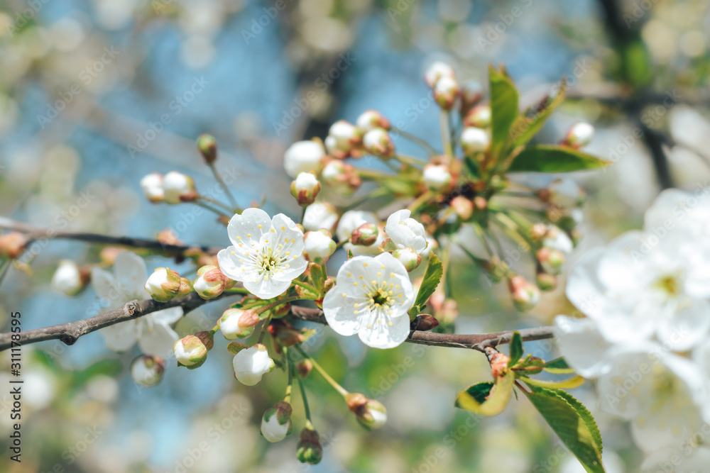 Beautiful white flowers and buds of a cherry tree on a spring sunny day. The concept of the awakening of nature. Beautiful white flowers and buds of a cherry tree on a spring sunny day. The concept of the awakening of nature.