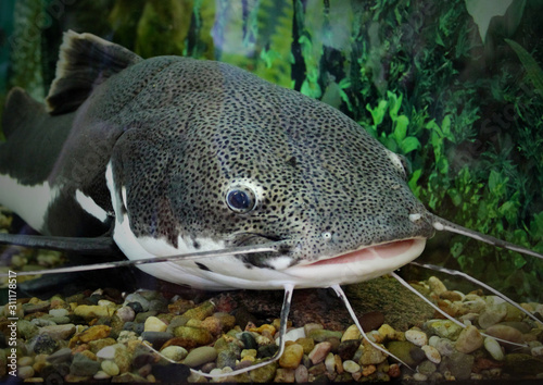 Catfish In The Ocean Aquarium. Fish From Ocean In The Aquarium. Red-tailed catfish in an aquarium with a wound on the lip, catfish caught.