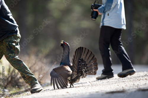 Balzender Auerhahn attakiert Wanderer