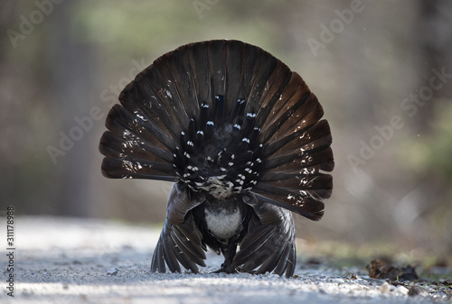 Balzender Auerhahn präsentier Schwanzfedern als Rad
