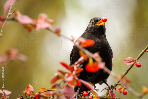 Blackbird perched in a tree with red leaves, with a red berry in it's yellow beak photo