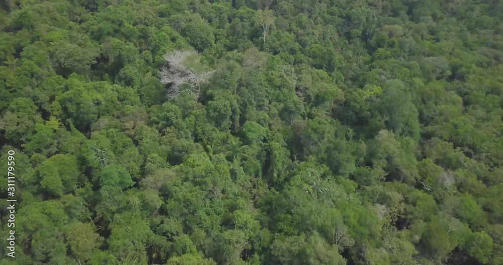 Aerial view of the Amazon rainforest, the largest rainforest in the world. Crossed by rivers and their majestic trees, within the Anavilhanas National Park. Amazonas, Brazil Aerial view of the Amazon rainforest, the largest rainforest in the world. Crossed by rivers and their majestic trees, within the Anavilhanas National Park. Amazonas, Brazil