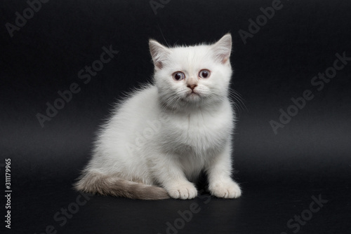 British short hair kitten on black background