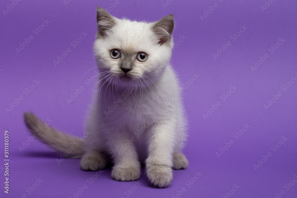 British short hair cat on purple background British short hair cat on purple background