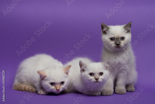 British short hair cats on purple background