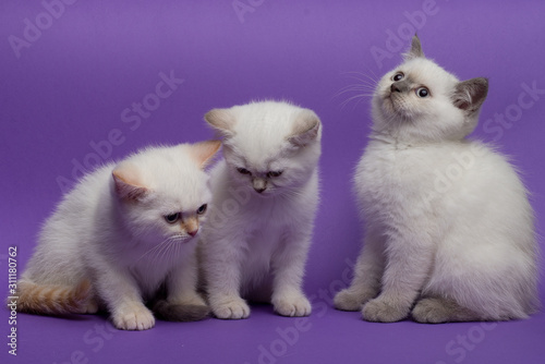 British short hair cats on purple background