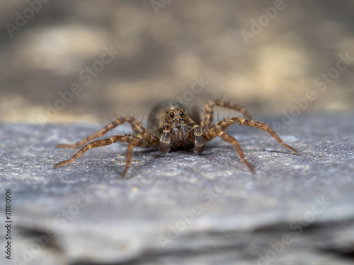 A Small Wolf Spider on Slate Stone, Pardose sp