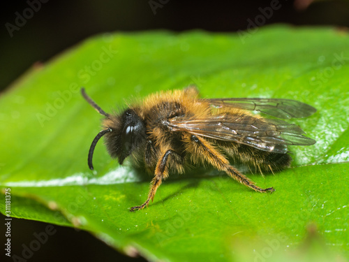 Bee on a green leaf © Stephan Morris 