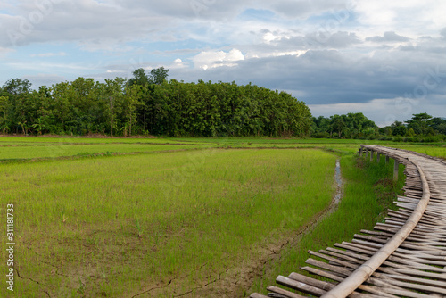 Landscape of rice field at sunset Sukhothai, Thailand. 