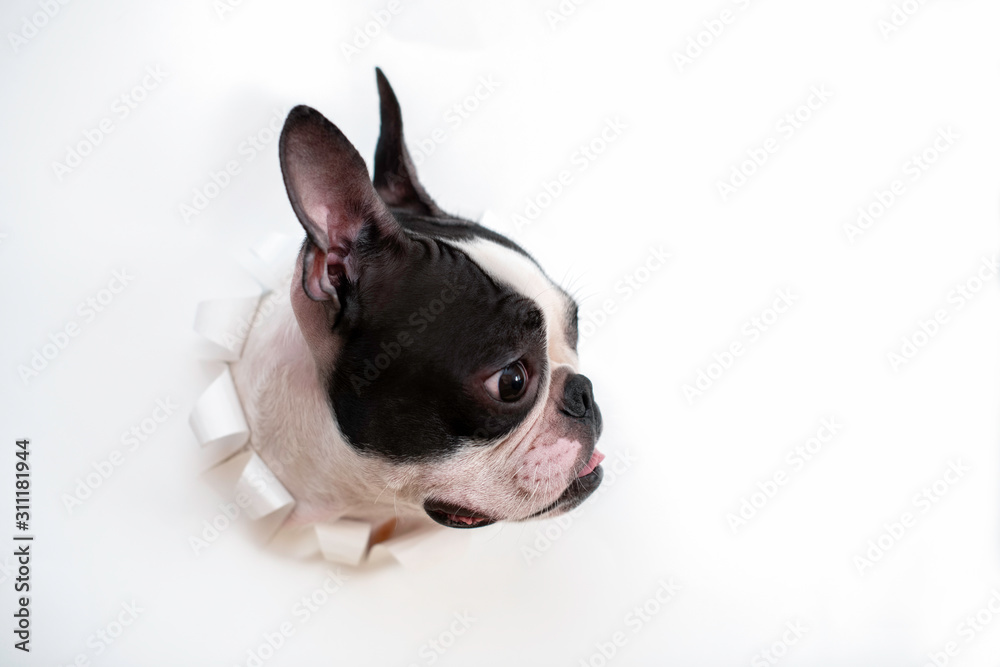 Dog breed Boston Terrier sticks snout in paper hole white color of and looks. Creative. Art. Copy space.