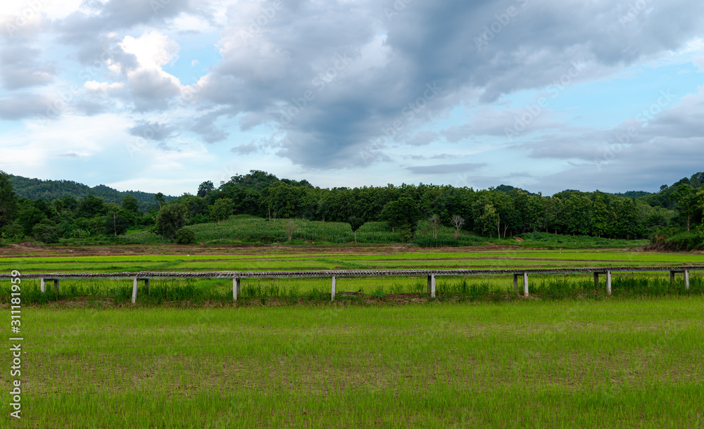 Landscape of rice field at sunset Sukhothai, Thailand.  