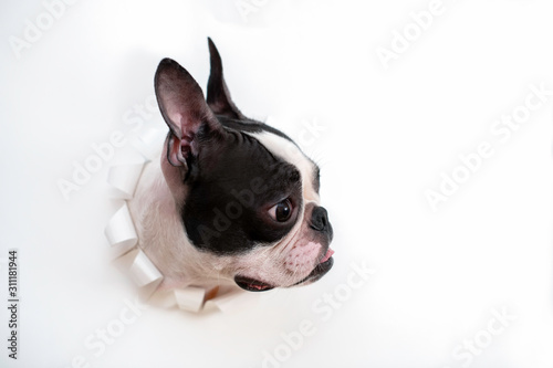 Dog breed Boston Terrier sticks snout in paper hole white color of and looks. Creative. Art. Copy space.