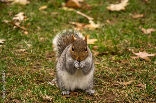 squirrel in the park © Francisco