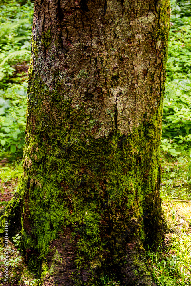 trunk of a spruce tree