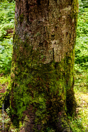 trunk of a spruce tree