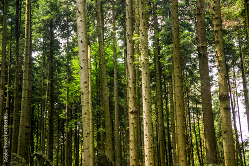 a spruce forest