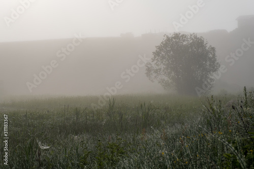 Green field with tall grass in the early morning with drops of dew and fog.