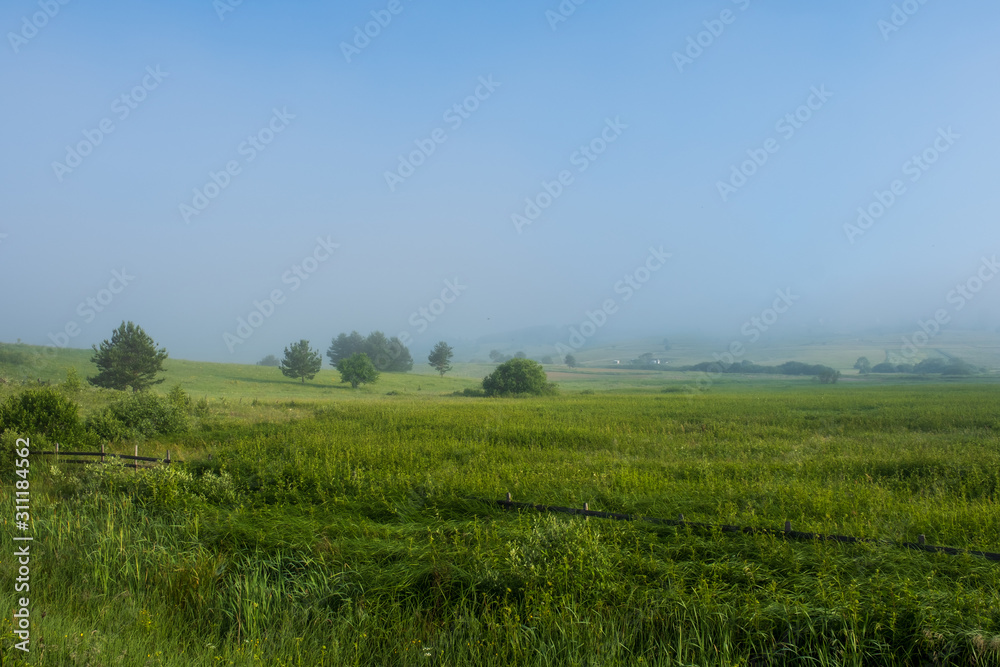 Green field with tall grass in the early morning with drops of dew and fog.