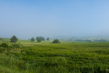 Green field with tall grass in the early morning with drops of dew and fog.
