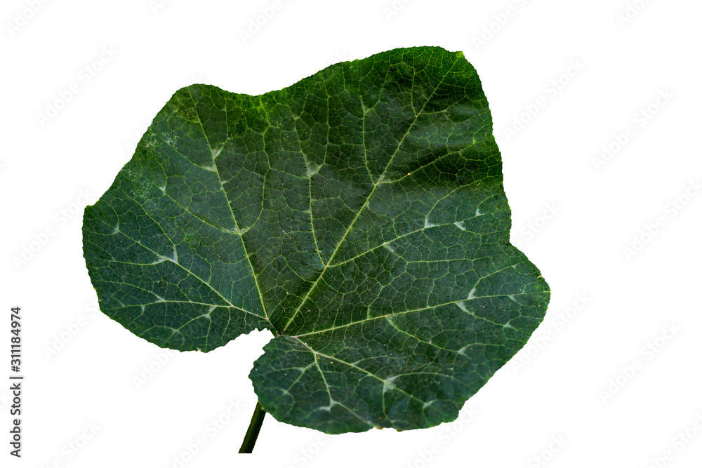 Fresh green leaves isolated on a white background {clipping path } Fresh green leaves isolated on a white background {clipping path }