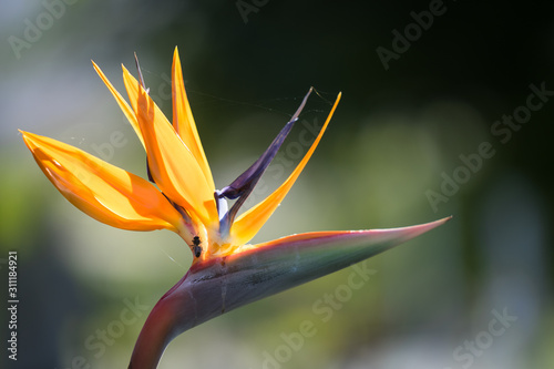 Close up of an open blossom of the Bird of Paradise Flower (Latin Strelitzia) which looks like an exotic bird. Photo is taken in Portuguese island Madeira in September. photo