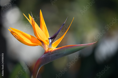 Close up of an open blossom of the Bird of Paradise Flower (Latin Strelitzia) which looks like an exotic bird. Photo is taken in Portuguese island Madeira in September.