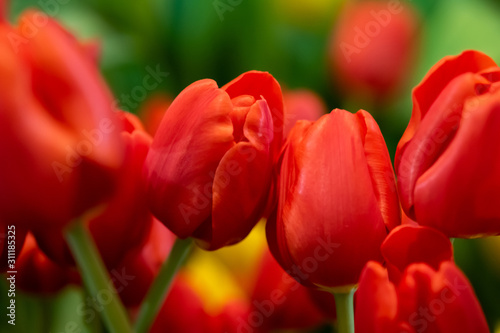 fresh natural tulips flower , tulips blooming in morning red tulip in garden