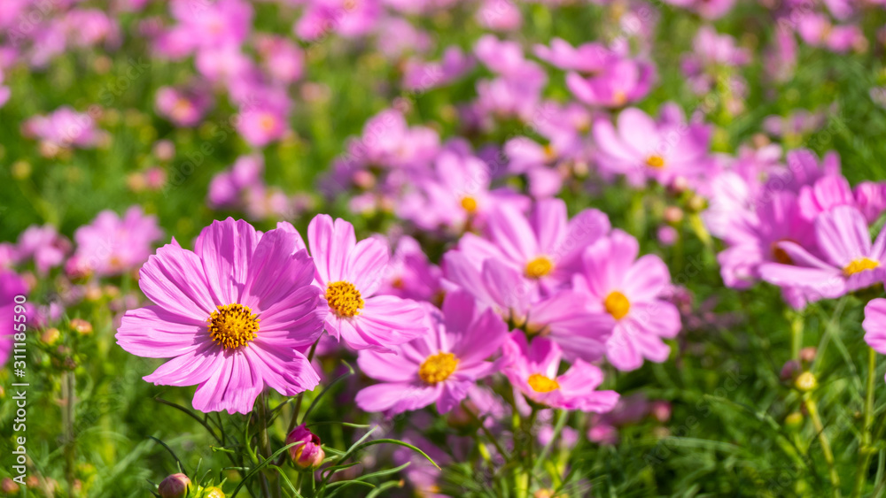cosmos flower bloom in garden , fresh flower in morning cosmos flower bloom in garden , fresh flower in morning
