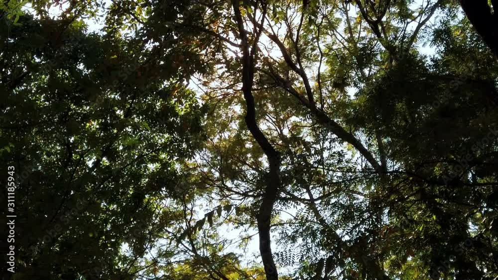 The soft-focus moving with sunlight and green leaf in nature slow motion scenes. The soft-focus moving with sunlight and green leaf in nature slow motion scenes.