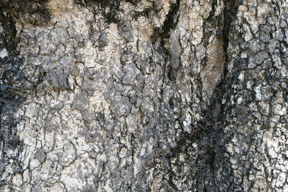 Texture of old tree bark. Background from textural gray and black bark. Harvesting texture. Texture of old tree bark. Background from textural gray and black bark. Harvesting texture.