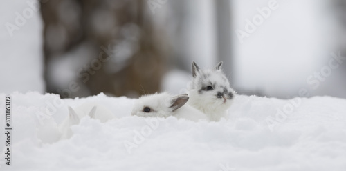 little white bunny in the snow © serikbaib