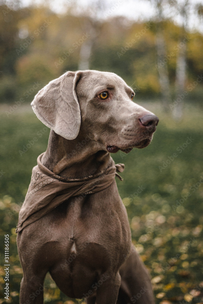 grey dog weimaraner eyes portrait 