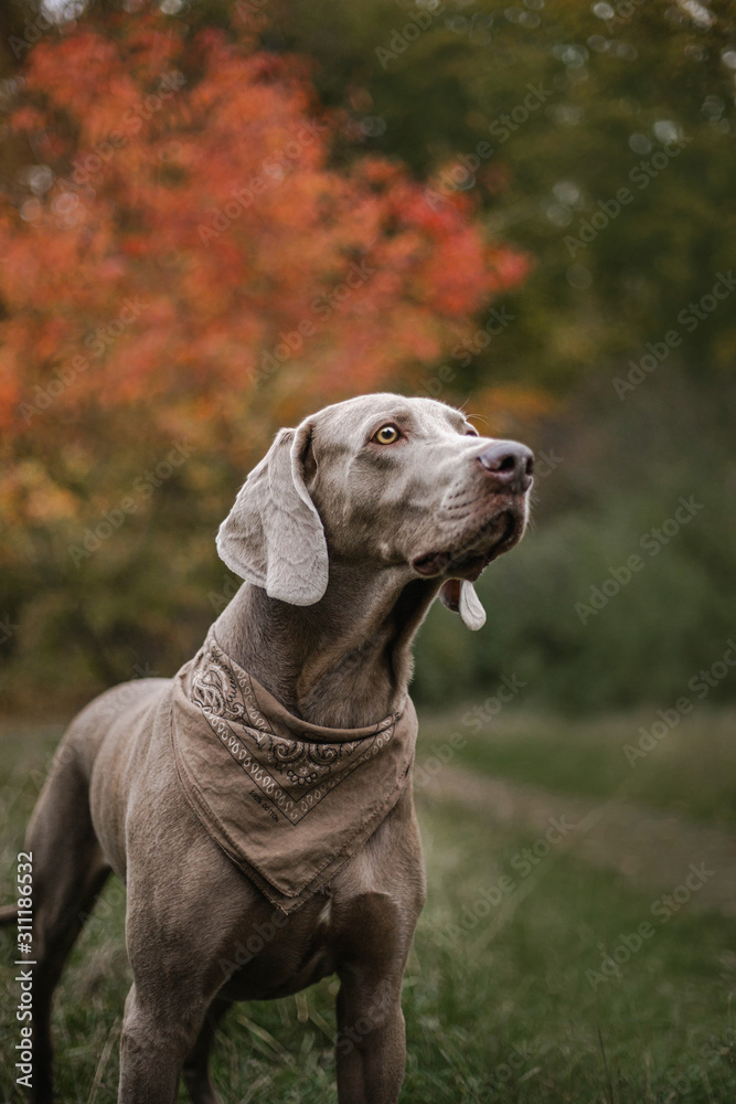 weimaraner with bandana grey dog autumn