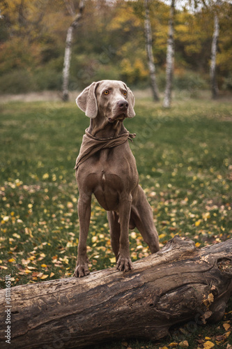 weimaraner with bandana grey dog autumn