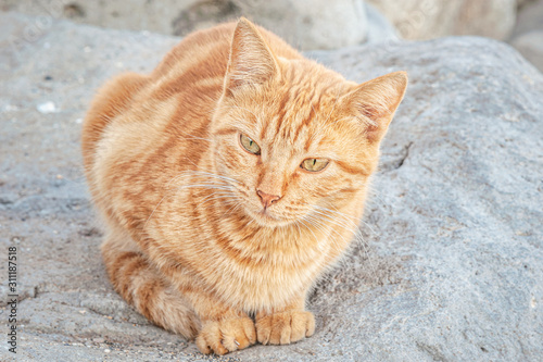 homeless ginger cat lying on a stone © Mariia