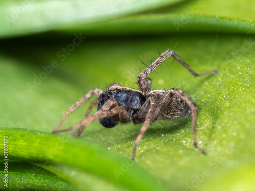 A Small Wolf Spider on a Bluebell leaf, Pardose sp