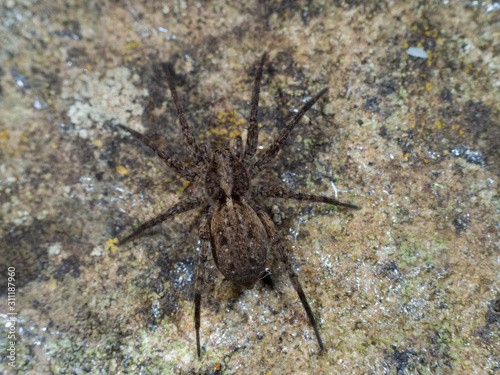 A Small Wolf Spider on a  Stone  Pardose sp