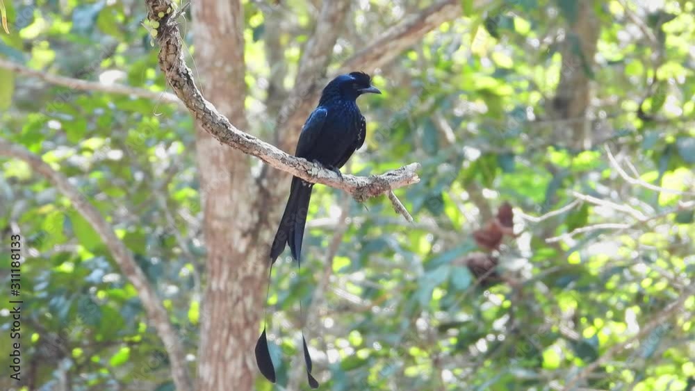 Greater Racket-tailed Drongo in the nature forest.