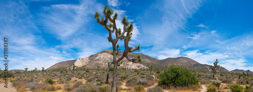 Joshua Trees panorama in Joshua Tree National Park near Yucca Valley, California CA, USA. photo