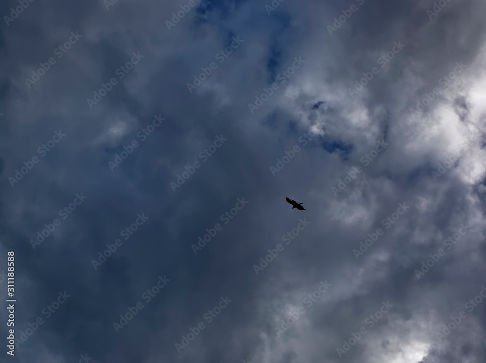 Falcon circling in the sky over the field, Russia.