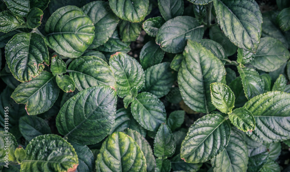 Natural green background of green leaves Natural green background of green leaves